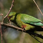 Austral Parakeet