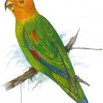 Bald Parrot