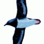 Becks Petrel