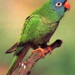 Blue-crowned Parakeet