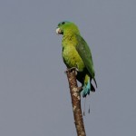Blue-crowned Racket-tail