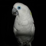 Blue-eyed Cockatoo