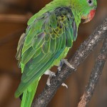 Blue-naped Parrot
