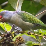 Blue-rumped Parrot