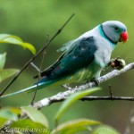 Blue-winged Parakeet