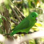 Blue-winged Parrotlet
