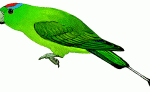 Blue-winged Racket-tail