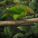 Brehms Tiger Parrot