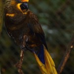 Brown Lory