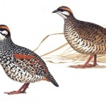 Chinese Francolin