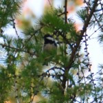 Coal Tit