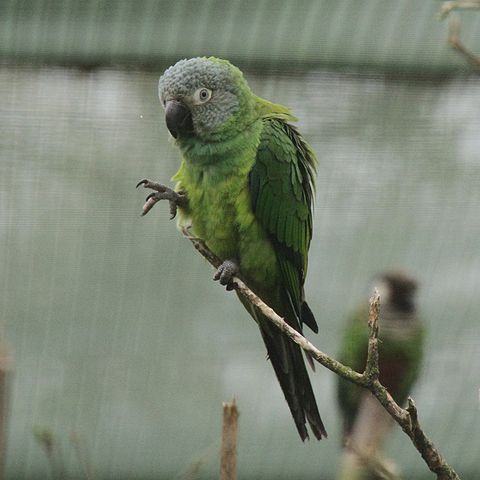 Dusky-headed Parakeet