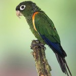 Fiery-shouldered Parakeet