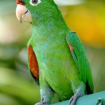 Finschs Parakeet