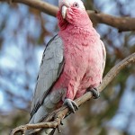 Galah