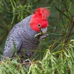 Gang-gang Cockatoo