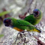 Geelvink Pygmy Parrot