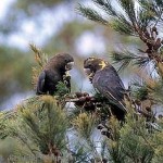 Glossy Black Cockatoo
