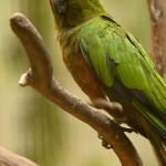 Golden-capped Parakeet