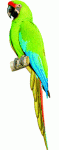 Great Green Macaw