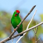 Great Hanging Parrot