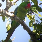 Great-billed Parrot