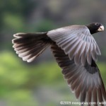 Greater Vasa Parrot