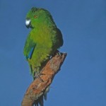 Green Parakeet