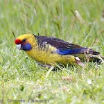 Green Rosella