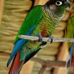 Green-cheeked Parakeet