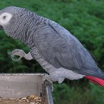 Grey Parrot