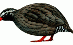 Himalayan Quail