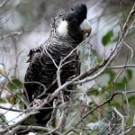 Long-billed Black Cockatoo