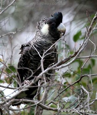 Long-billed Black Cockatoo