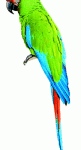Military Macaw