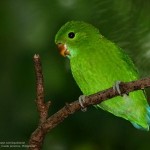 Mindanao Racket-tail