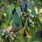 Mitred Parakeet
