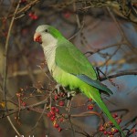 Monk Parakeet