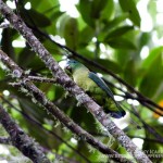 Mindanao Montane Racquet-tail