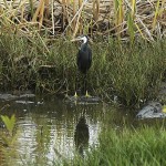 Northern Reef Heron