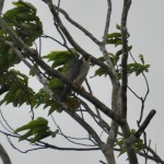 Peregrine Falcon