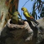 Regent Parrot