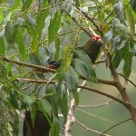 Rose-crowned-Parakeet