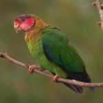Rose-faced Parrot