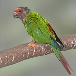 Rose-fronted Parakeet