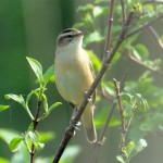 Sedge Warbler
