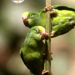 Tui Parakeet
