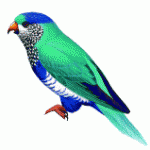 Ultramarine Lorikeet