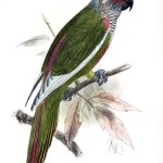 Venezuelan Parakeet