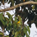 Yellow Warbler
